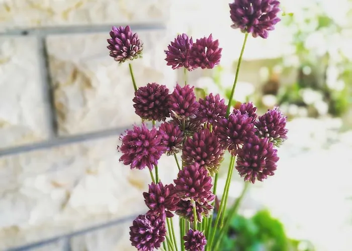 Apartman Maja Apartamento *